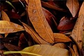 An image of dry leaves.